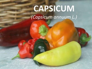 CAPSICUM
(Capsicum annuum L.)
 
