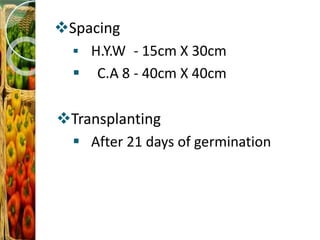 Spacing
 H.Y.W - 15cm X 30cm
 C.A 8 - 40cm X 40cm
Transplanting
 After 21 days of germination
 