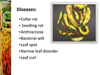 Diseases:
•Collar rot
• Seedling rot
•Anthracnose
•Bacterial wilt
•Leaf spot
•Narrow leaf disorder
•Leaf curl
 