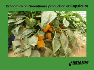 Economics on Greenhouse production of Capsicum 
 