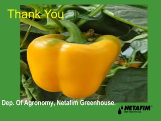 Thank You 
Dep. Of Agronomy, Netafim Greenhouse. 
