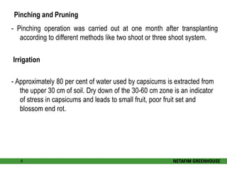 Pinching and Pruning 
- Pinching operation was carried out at one month after transplanting 
according to different methods like two shoot or three shoot system. 
Irrigation 
- Approximately 80 per cent of water used by capsicums is extracted from 
the upper 30 cm of soil. Dry down of the 30-60 cm zone is an indicator 
of stress in capsicums and leads to small fruit, poor fruit set and 
blossom end rot. 
6 
 