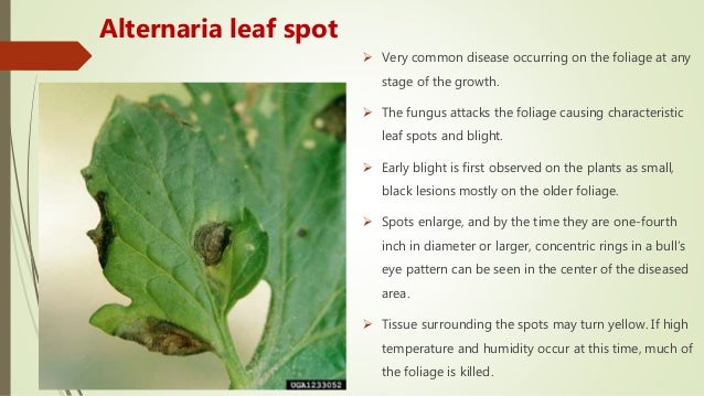 Capsicum disease and their management