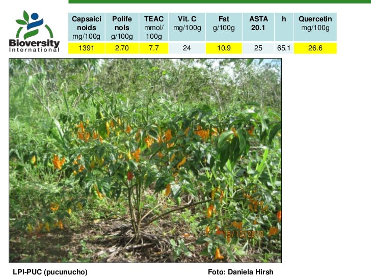 Underutilized Capsicum pepper diversity in its Andean centre of orig…