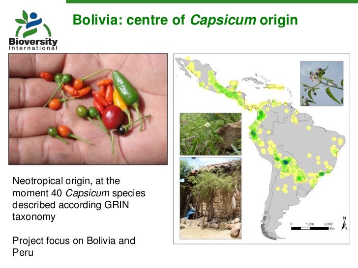 Underutilized Capsicum pepper diversity in its Andean centre of orig…