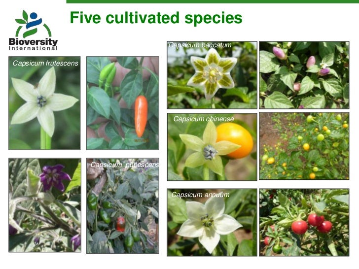 Underutilized Capsicum pepper diversity in its Andean centre of orig…