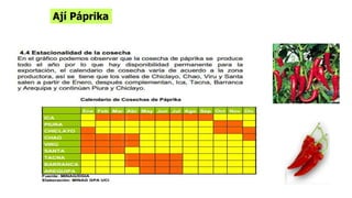 Ají Páprika 
 