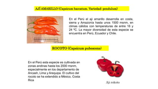 AJÍ AMARILLO (Capsicum baccatum. Variedad: pendulum) 
En el Perú el aji amarillo desarrolla en costa, 
sierra y Amazonía hasta unos 1500 msnm, en 
climas cálidos con temperaturas de entre 16 y 
24 ºC. La mayor diversidad de esta especie se 
encuentra en Perú, Ecuador y Chile. 
ROCOTO (Capsicum pubescens) 
En el Perú esta especie es cultivada en 
zonas andinas hasta los 2000 msnm, 
especialmente en los departamento de 
Ancash, Lima y Arequipa. El cultivo del 
rocoto se ha extendido a México, Costa 
Rica 
 