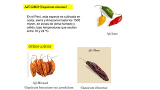 AJÍ LIMO (Capsicum sinense) 
En el Perú, esta especie es cultivada en 
costa, sierra y Amazonía hasta los 1500 
msnm, en zonas de clima húmedo y 
cálido, bajo temperaturas que oscilan 
entre 18 y 24 ºC. 
Aji limo 
OTROS AJICES 
Aji Mirasol 
Capsicum baccatum var. pendulum Capsicum chinense 
 
