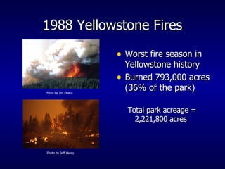 1988 Yellowstone Fires Worst fire season in Yellowstone history Burned 793,000 acres (36% of the park) Total park acreage = 2,221,800 acres Photo by Jim Peaco Photo by Jeff Henry 
