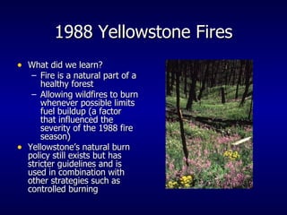 1988 Yellowstone Fires What did we learn? Fire is a natural part of a healthy forest Allowing wildfires to burn whenever possible limits fuel buildup (a factor that influenced the severity of the 1988 fire season) Yellowstone’s natural burn policy still exists but has stricter guidelines and is used in combination with other strategies such as controlled burning 