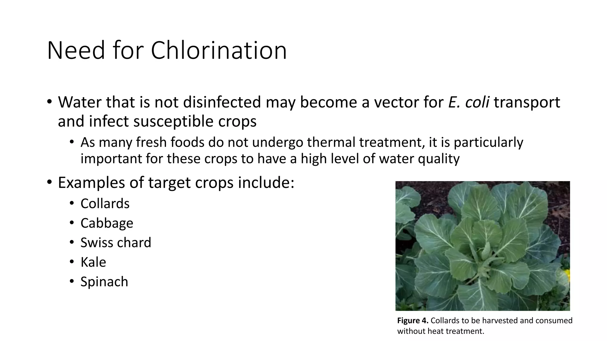 Need for Chlorination
• Water that is not disinfected may become a vector for E. coli transport
and infect susceptible crops
• As many fresh foods do not undergo thermal treatment, it is particularly
important for these crops to have a high level of water quality
• Examples of target crops include:
• Collards
• Cabbage
• Swiss chard
• Kale
• Spinach
Figure 4. Collards to be harvested and consumed
without heat treatment.
 
