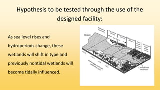 Hypothesis to be tested through the use of the
designed facility:
As sea level rises and
hydroperiods change, these
wetlands will shift in type and
previously nontidal wetlands will
become tidally influenced.
 