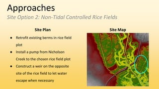 Approaches
Site Option 2: Non-Tidal Controlled Rice Fields
● Retrofit existing berms in rice field
plot
● Install a pump from Nicholson
Creek to the chosen rice field plot
● Construct a weir on the opposite
site of the rice field to let water
escape when necessary
Site Plan Site Map
 