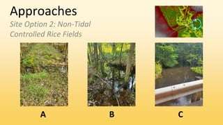 Approaches
Site Option 2: Non-Tidal
Controlled Rice Fields
A B C
C
A
B
 