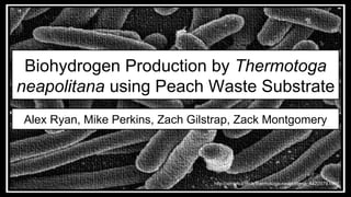 Biohydrogen Production by Thermotoga
neapolitana using Peach Waste Substrate
Alex Ryan, Mike Perkins, Zach Gilstrap, Zack Montgomery
http://america.pink/thermotoga-neapolitana_4422979.html
 