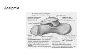 ANATOMIA Y CLASIFICACION DE LAS FRACTURAS DEL CALCANEO | PPTX