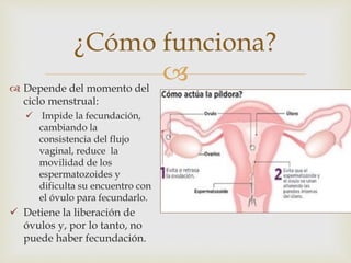 
¿Cómo funciona?
 Depende del momento del
ciclo menstrual:
 Impide la fecundación,
cambiando la
consistencia del flujo
vaginal, reduce la
movilidad de los
espermatozoides y
dificulta su encuentro con
el óvulo para fecundarlo.
 Detiene la liberación de
óvulos y, por lo tanto, no
puede haber fecundación.
 