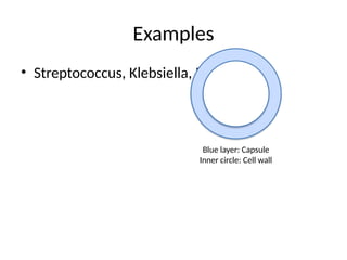 Examples
• Streptococcus, Klebsiella, Neisseria
Blue layer: Capsule
Inner circle: Cell wall
 