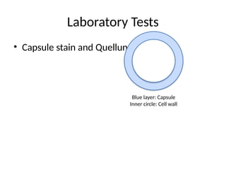 Laboratory Tests
• Capsule stain and Quellung reaction.
Blue layer: Capsule
Inner circle: Cell wall
 