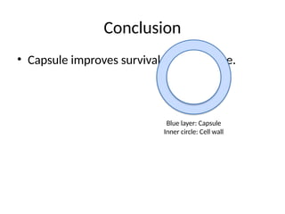 Conclusion
• Capsule improves survival and virulence.
Blue layer: Capsule
Inner circle: Cell wall
 