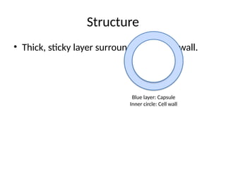 Structure
• Thick, sticky layer surrounding the cell wall.
Blue layer: Capsule
Inner circle: Cell wall
 