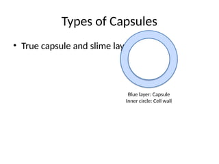 Types of Capsules
• True capsule and slime layer.
Blue layer: Capsule
Inner circle: Cell wall
 