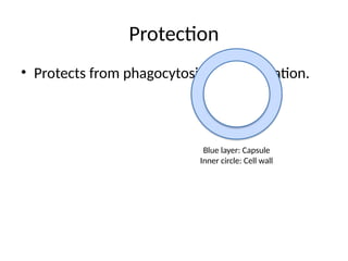 Protection
• Protects from phagocytosis and desiccation.
Blue layer: Capsule
Inner circle: Cell wall
 
