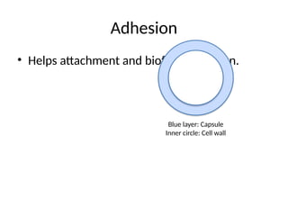 Adhesion
• Helps attachment and biofilm formation.
Blue layer: Capsule
Inner circle: Cell wall
 