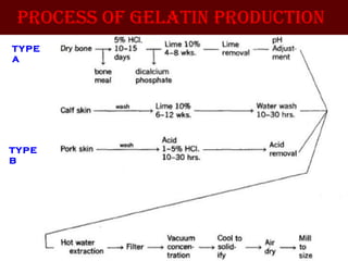 PROcESS Of gElATIN PROducTION
TYPE
A
TYPE
B
 