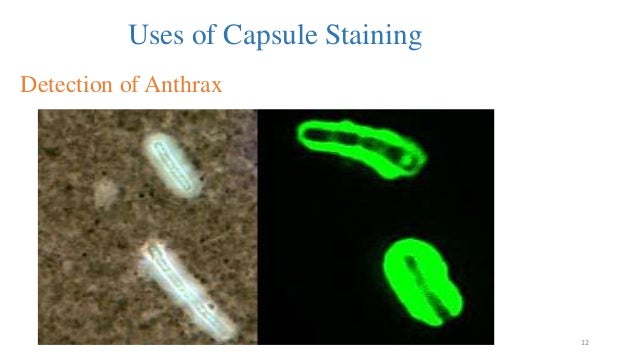 Capsule staining