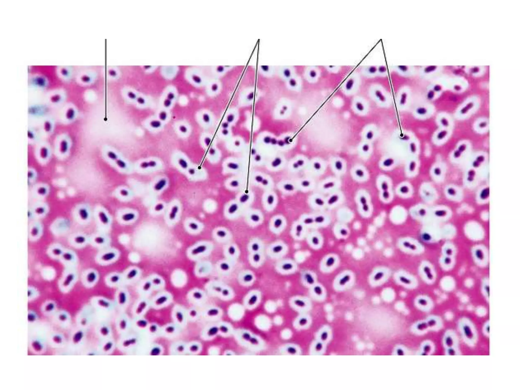 Capsule staining.pptx