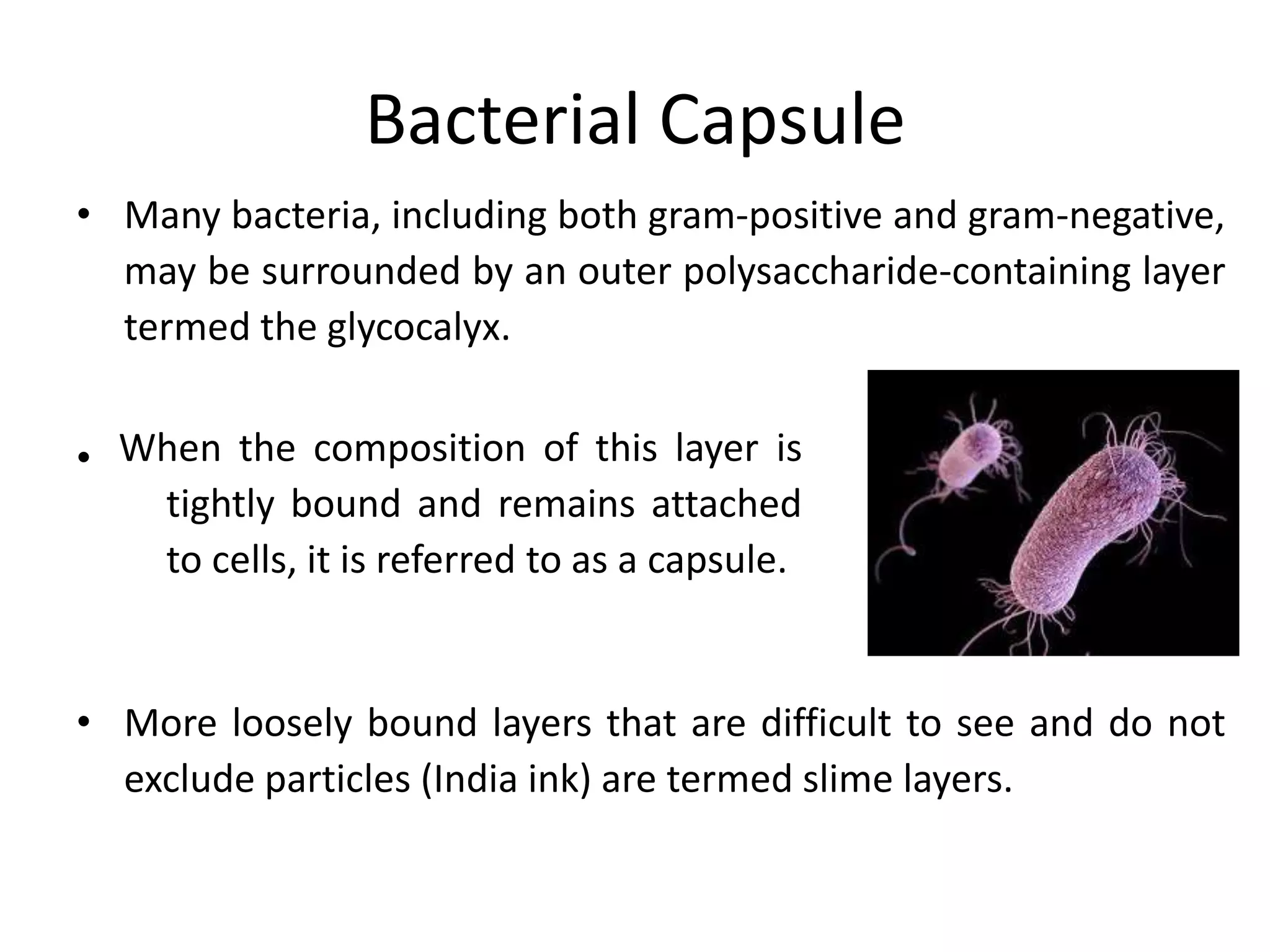 Bacterial Capsule
• Many bacteria, including both gram-positive and gram-negative,
may be surrounded by an outer polysaccharide-containing layer
termed the glycocalyx.
•
• More loosely bound layers that are difficult to see and do not
exclude particles (India ink) are termed slime layers.
When the composition of this layer is
tightly bound and remains attached
to cells, it is referred to as a capsule.
 