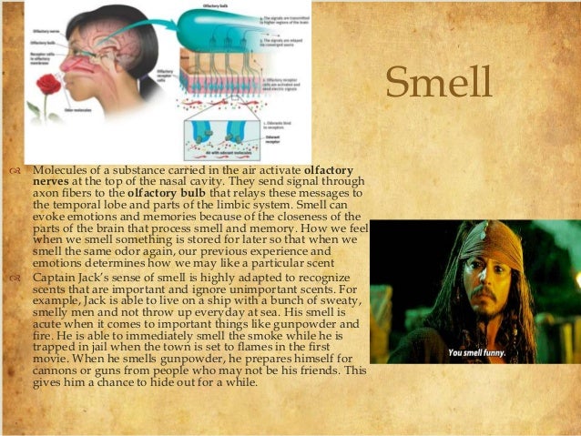 Sensing The World Assignment Captain Jack Sparrow