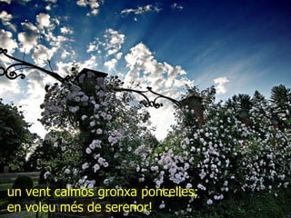 un vent calmós gronxa poncelles; en voleu més de serenor! 