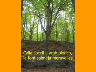 Calla l’ocell i, amb ploricó, la font salmeja meravelles, 