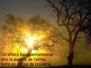 Cel d’hora baixa, empresonat dins la pupil·la de l’aimia, llums en conjur de bruixeria, 