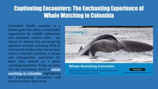 Captivating Encounters: The Enchanting Experience of
Whale Watching in Colombia
Colombia’s Pacific coastline is a
hidden gem that offers a remarkable
opportunity for wildlife enthusiasts
and adventure seekers alike – the
chance to witness the awe-inspiring
spectacle of whale watching. With its
rich marine biodiversity and pristine
waters, Colombia provides a unique
and unforgettable experience for
those who embark on a whale
watching expedition. Today, we delve
into the enchanting world of whale
watching in Colombia, highlighting
the breathtaking encounters and
natural wonders that await.
 