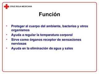 Función Proteger al cuerpo del ambiente, bacterias y otros organismos Ayuda a regular la temperatura corporal Sirve como órganos receptor de sensaciones nerviosas Ayuda en la eliminación de agua y sales 