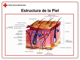 Estructura de la Piel 