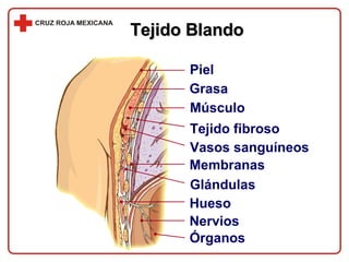 Tejido Blando Piel Grasa Músculo Tejido fibroso Vasos sanguíneos Membranas Glándulas Hueso Nervios Órganos 