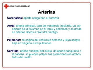 Coronarias:   aporte sanguíneo al corazón  Aorta:   arteria principal, sale del ventrículo izquierdo, va por delante de la columna en el tórax y abdomen y se divide en arterias iliacas a nivel del ombligo Pulmonar:   se origina del ventrículo derecho y lleva sangre baja en oxígeno a los pulmones Carótida:   arteria principal del cuello, da aporte sanguíneo a la cabeza, se pueden palpar sus pulsaciones en ambos lados del cuello Arterias 