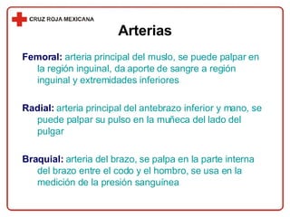 Femoral:   arteria principal del muslo, se puede palpar en la región inguinal, da aporte de sangre a región inguinal y extremidades inferiores Radial:   arteria principal del antebrazo inferior y mano, se puede palpar su pulso en la muñeca del lado del pulgar Braquial:   arteria del brazo, se palpa en la parte interna del brazo entre el codo y el hombro, se usa en la medición de la presión sanguínea Arterias 