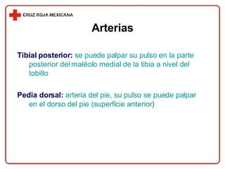 Tibial posterior:   se puede palpar su pulso en la parte posterior del maléolo medial de la tibia a nivel del tobillo Pedia dorsal:   arteria del pie, su pulso se puede palpar en el dorso del pie (superficie anterior ) Arterias 