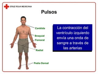 Pulsos La contracción del ventrículo izquierdo envía una onda de sangre a través de las arterias Carótida Braquial Femoral Radial Pedia Dorsal 