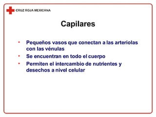 Capilares Pequeños vasos que conectan a las arteriolas con las vénulas Se encuentran en todo el cuerpo Permiten el intercambio de nutrientes y desechos a nivel celular 
