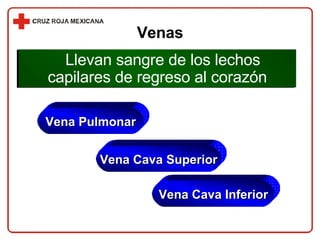 Venas Llevan sangre de los lechos capilares de regreso al corazón Vena Pulmonar Vena Cava Superior Vena Cava Inferior 