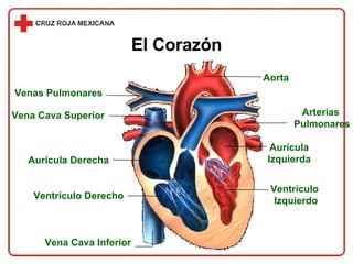 El Corazón Vena Cava Superior Aurícula Derecha Ventrículo Derecho Vena Cava Inferior Aorta Aurícula Izquierda Ventrículo  Izquierdo Venas Pulmonares Arterias  Pulmonares 