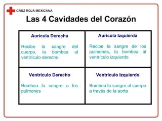 Aurícula Derecha Recibe la sangre del cuerpo, la bombea al ventrículo derecho Aurícula Izquierda Recibe la sangre de los pulmones, la bombea al ventrículo izquierdo Ventrículo Derecho Bombea la sangre a los pulmones Ventrículo Izquierdo Bombea la sangre al cuerpo a través de la aorta Las 4 Cavidades del Corazón 