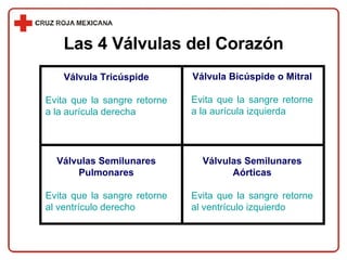 Válvula Tricúspide Evita que la sangre retorne a la aurícula derecha Válvula Bicúspide o Mitral Evita que la sangre retorne a la aurícula izquierda Válvulas Semilunares Pulmonares Evita que la sangre retorne al ventrículo derecho Válvulas Semilunares Aórticas Evita que la sangre retorne al ventrículo izquierdo Las 4 Válvulas del Corazón 